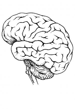 Hjerne